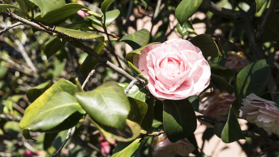 Garden flower